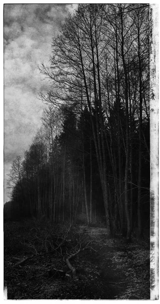 Вертикальная черно-белая киберпанк-открытка, излучаемая лесом — стоковое фото