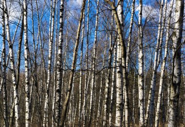 Rus huş arka plan zemin yatay canlı dizi