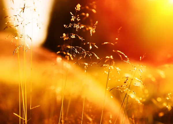 Gün batımı çim blades ışık sızıntısı ve flare zemin ile