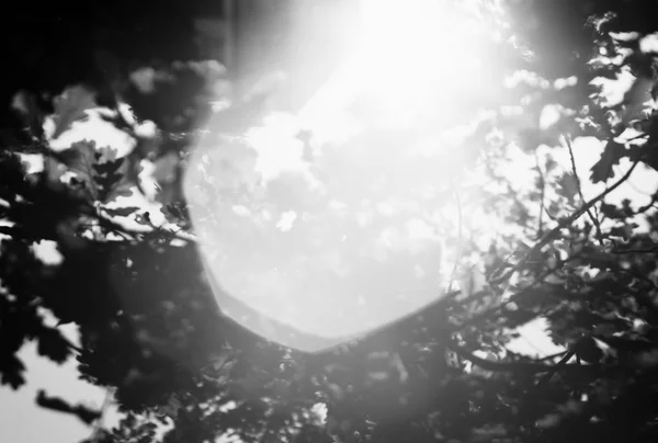 Horizontal black and white sun flare in trees bokeh background b