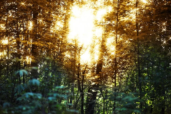 Sinalizadores horizontais de pôr do sol no fundo da paisagem florestal — Fotografia de Stock