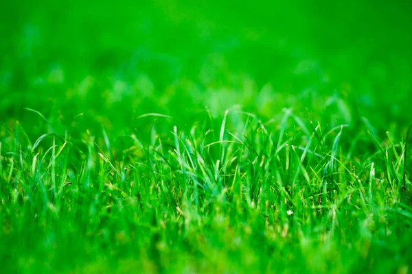 Horizontal vivid green centered grass bokeh background — Stock Photo, Image