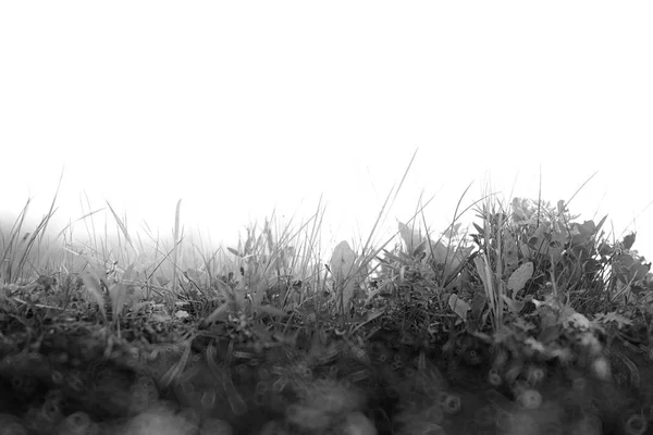 Hierba fresca en el paisaje de la capa del suelo con fondo de cielo en blanco —  Fotos de Stock