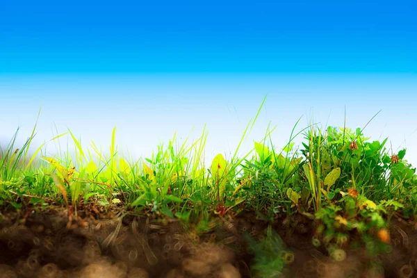 Hierba fresca en el paisaje de la capa del suelo con fondo de cielo en blanco —  Fotos de Stock