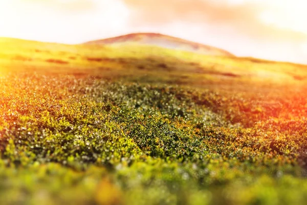 Montanha colina grama fundo bokeh — Fotografia de Stock