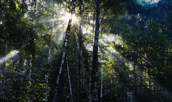 Rayons de soleil horizontaux vifs au fond du paysage forestier russe — Photo