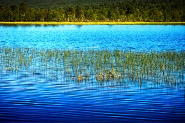 Norveç göl manzara arka planda çim bıçaklar