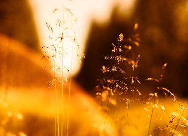 Gün batımı çim blades ışık sızıntısı ve flare arka plan ile