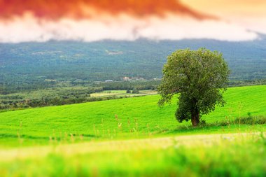 Yalnız ağaç arka plan, Norveç oyuncak yatay