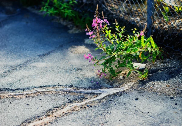 Asfalt arka plan doğa savaşır