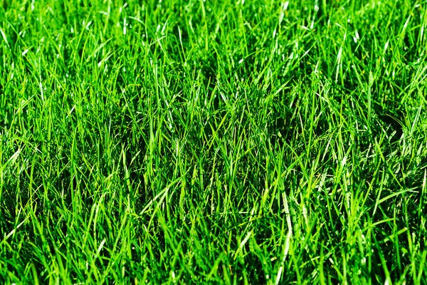 Yatay canlı yeşil yaz çimen bokeh arka plan