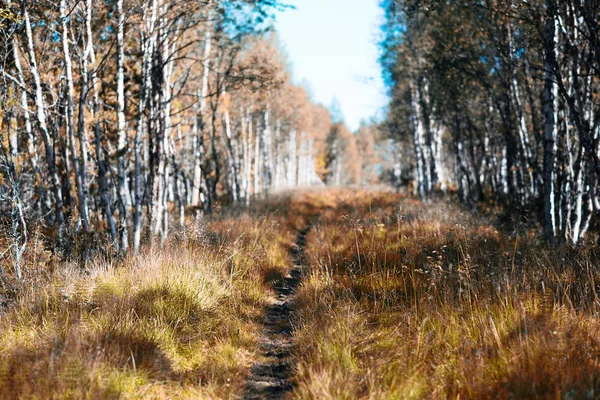 Floresta trilha outono paisagem fundo — Fotografia de Stock