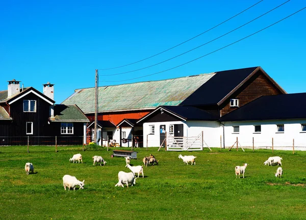 Noruega ovelha fazenda fundo — Fotografia de Stock