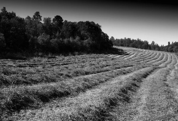 Haymaked fältet landskap bakgrund — Stockfoto