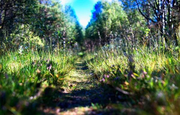 Caminho florestal paisagem fundo — Fotografia de Stock