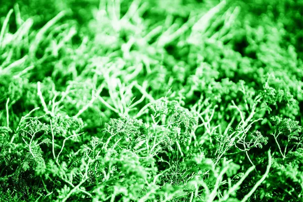Noruega verde aguja ramas fondo — Foto de Stock