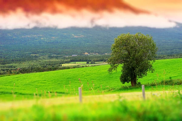 Yalnız ağaç arka plan, Norveç oyuncak yatay