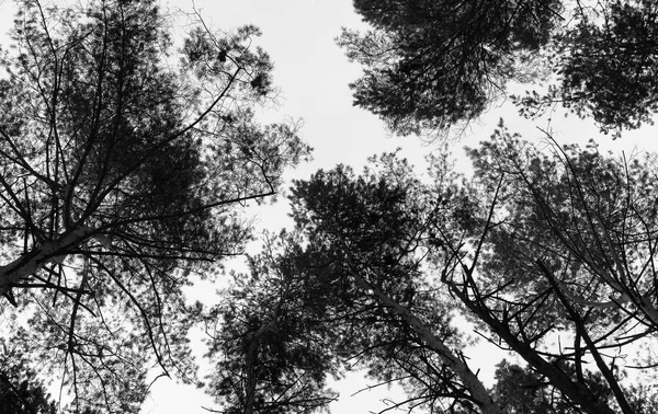 Yatay siyah beyaz top ağaçlar arka plan