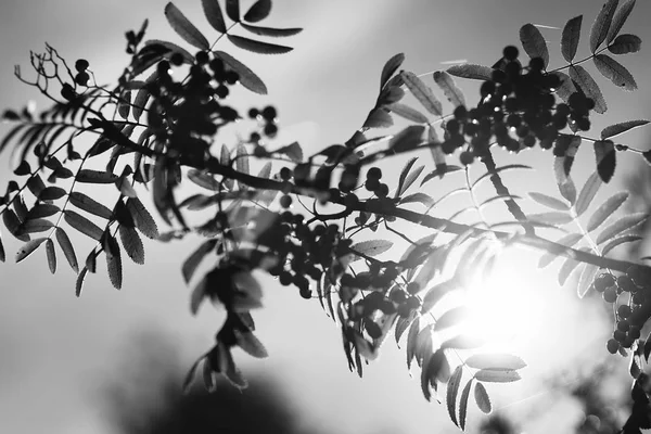 Svart och vitt ashberry i direkt solljus bakgrunden — Stockfoto