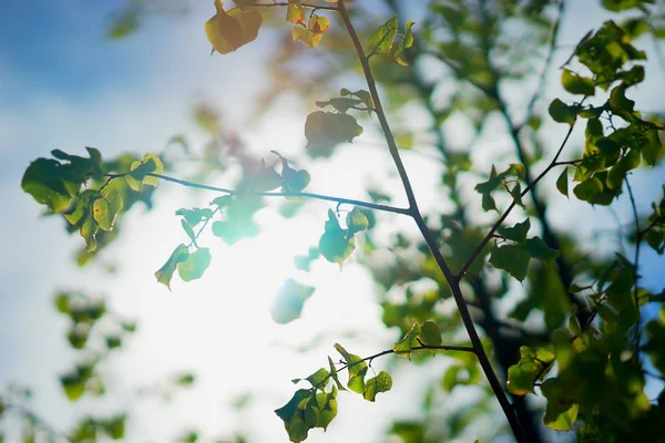 Gałęzie drzewa w tło światło słoneczne — Zdjęcie stockowe