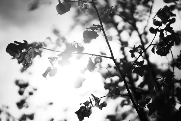 Чорно-білі гілки дерева на фоні сонячного світла — стокове фото