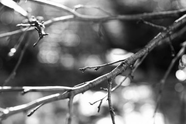 Siyah ve beyaz ağaç dalı ile hafif sızıntı arka plan