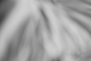 Yatay siyah beyaz bokeh tuval arka plan