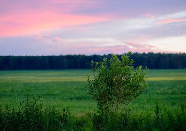 Alan manzara arka plan üzerinde yatay günbatımı bush