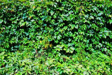 Doğal dokulu duvar zemin bırakır