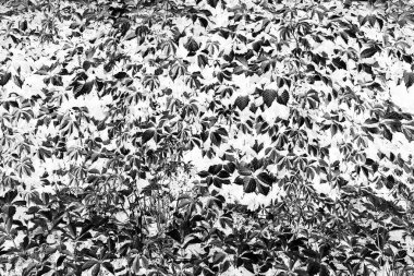 Doğal dokulu duvar zemin bırakır