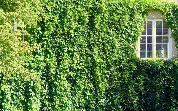 녹색 로치와 닫힌된 흰색 창 배경으로 덮여 벽 — 스톡 사진