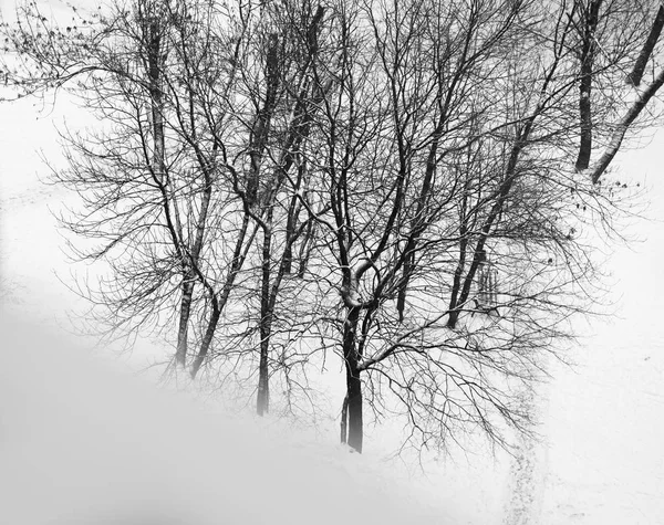 Діагональне чорно-біле зимове підвіконня з фоном дерев — стокове фото