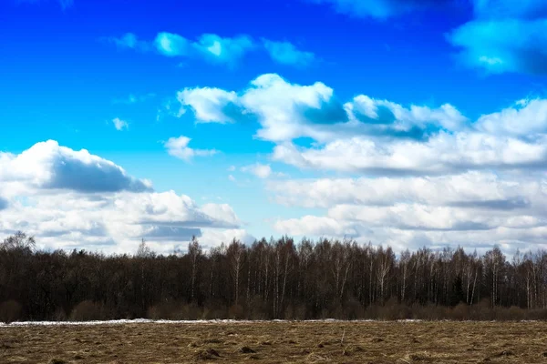 Horizontale voorjaar bos landschap-achtergrond — Stockfoto