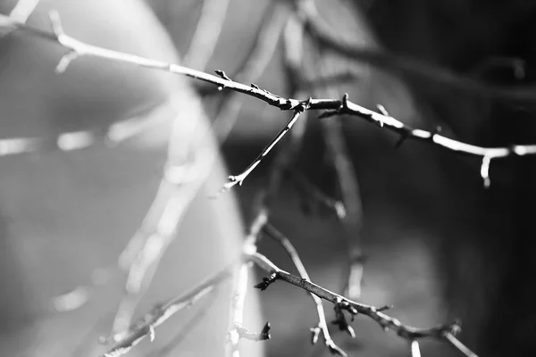 Чорно-біла гілка дерева з фоном витоку світла — стокове фото