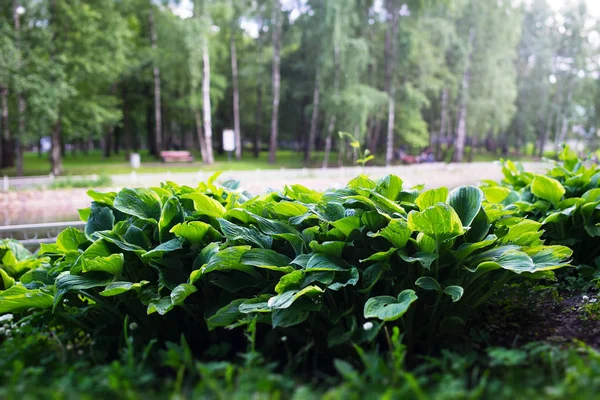 Herbe verte dans le parc fond bokeh — Photo