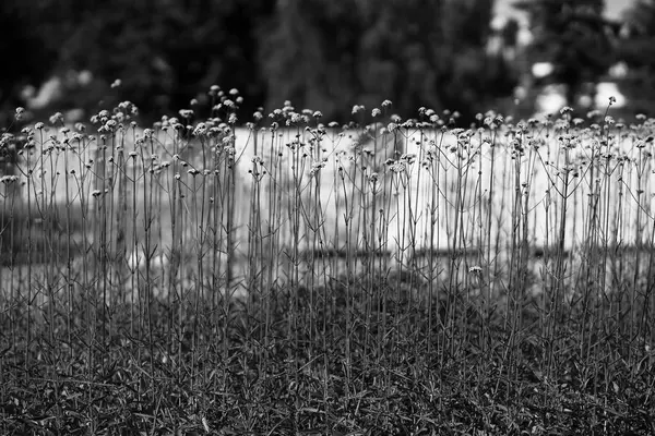 Вертикальний чорно-білий фон з квітами — стокове фото