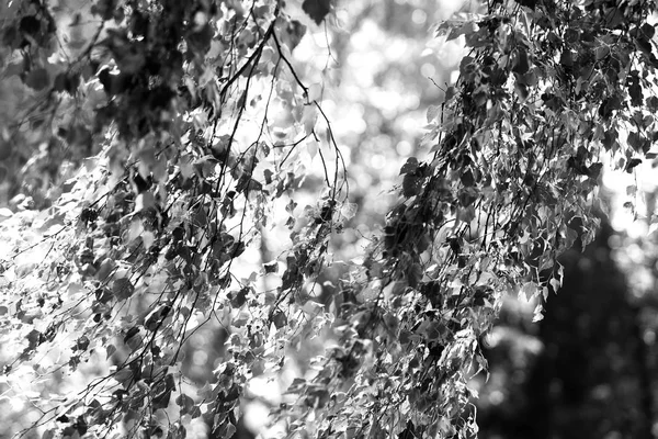 Diagonal preto e branco galhos árvore bokeh fundo — Fotografia de Stock
