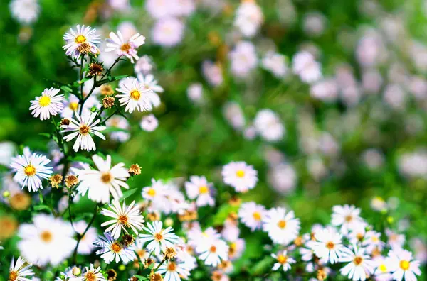 Daisy blommor i park bokeh bakgrund — Stockfoto