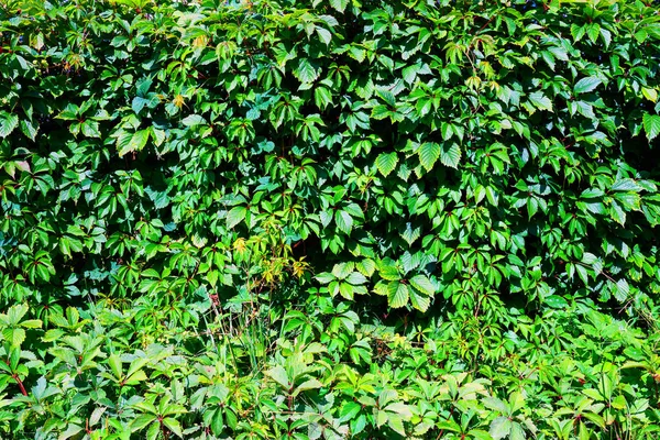 Doğal dokulu duvar zemin bırakır