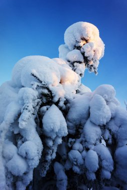 Kar altında köknar ağacı