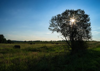 Yatay canlı manzara yığını saman güneş ağacı