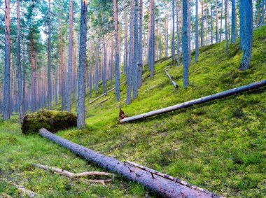 Vahşi orman canlı manzara droped ağacında 