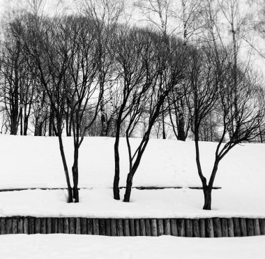 Kare siyah beyaz üç kış ağaç arka plan zemin