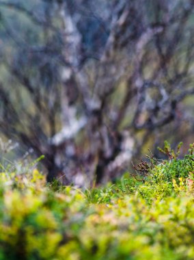 Dikey canlı mikro oyuncak alan çayır doğa arka plan zemin