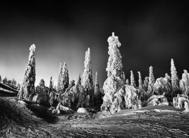 kışın güzel çam 