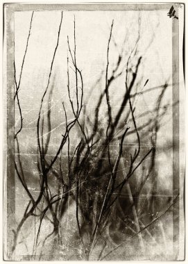 Dikey vintage sepya kartpostal Norveç sonbahar dramatik dalları 