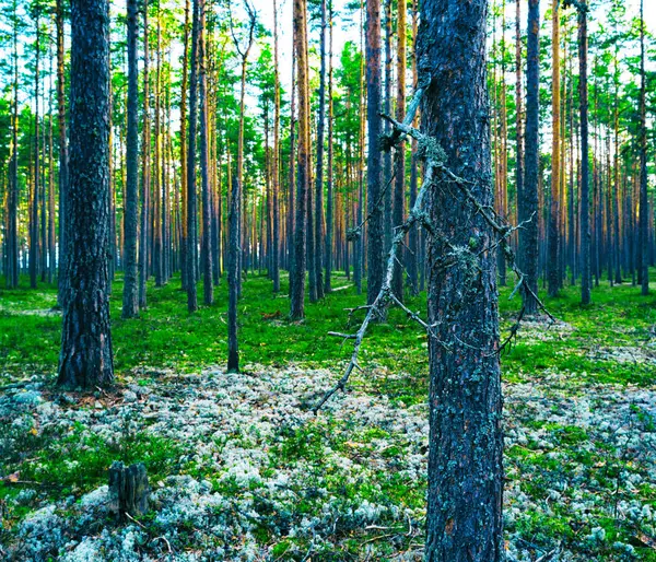 Orizzontale vivace foresta verde vibrante verticale composizione backg — Foto Stock