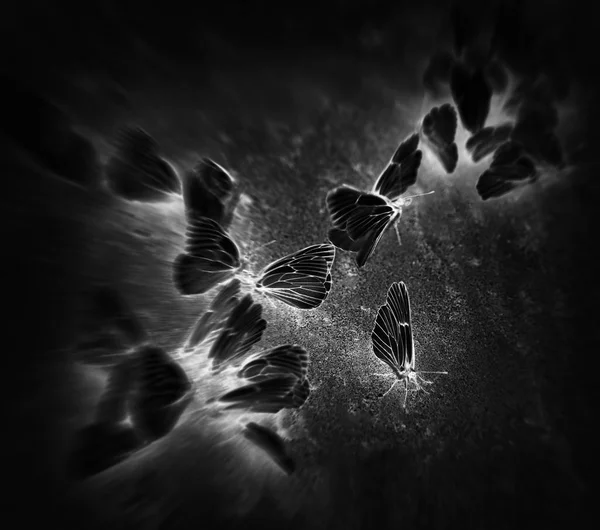 Квадратные чёрные бабочки на фоне абстракции движения — стоковое фото
