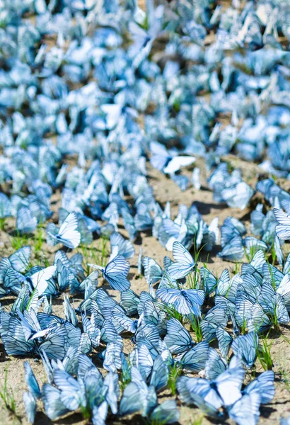 Вертикальний яскравий фон метеликів флешмоб боке фону — стокове фото