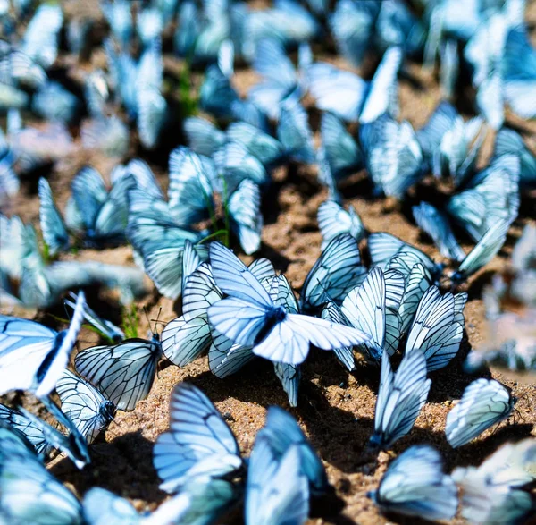 Квадратний яскравий флеш-натовп метелик крупним планом фон — стокове фото